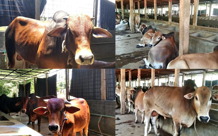 কোরবানির ঈদকে ঘিরে পশু পরিচর্যায় ব্যস্ত গাইবান্ধার খামারিরা