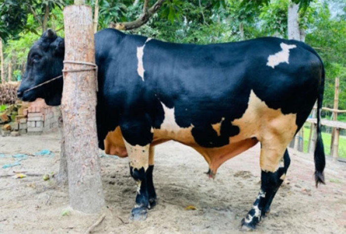 হরিরামপুরে কালো মানিকের দাম হাঁকানো হয়েছে ৮ লাখ