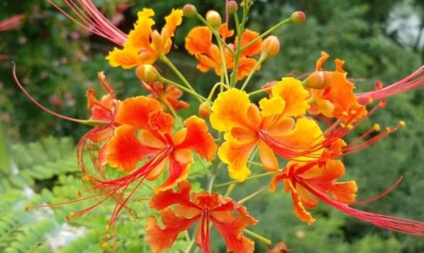 প্রকৃতিতে মুগ্ধতা ছড়াচ্ছে রাধাচূড়া