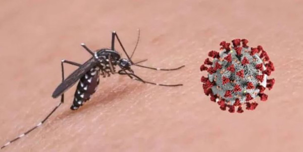 ডেঙ্গু-করোনা আতঙ্ক বাড়ছে