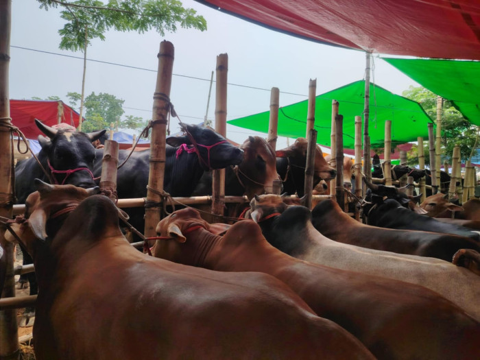 মানিকগঞ্জে গরুর হাটে অতিরিক্ত হাসিল আদায়ের অভিযোগ