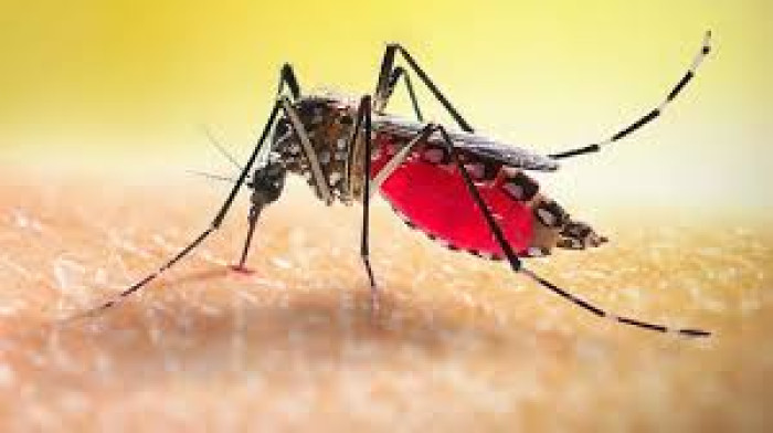 ডেঙ্গু নিয়ে ১৫১ জন হাসপাতালে