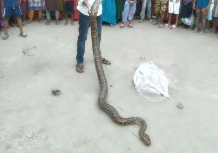 কু‌ড়িগ্রামে ১০ ফুট দৈ‌র্ঘ্যের অজগরসাপ উদ্ধার