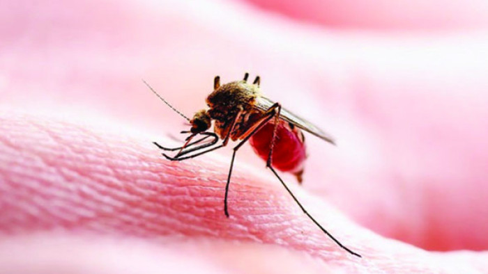 ডেঙ্গুতে আরও ৫ জনের মৃত্যু, হাসপাতালে ভর্তি ৬৩৬