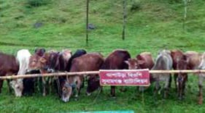 সুনামগঞ্জ সীমান্তে ভারতীয় গরু আটক
