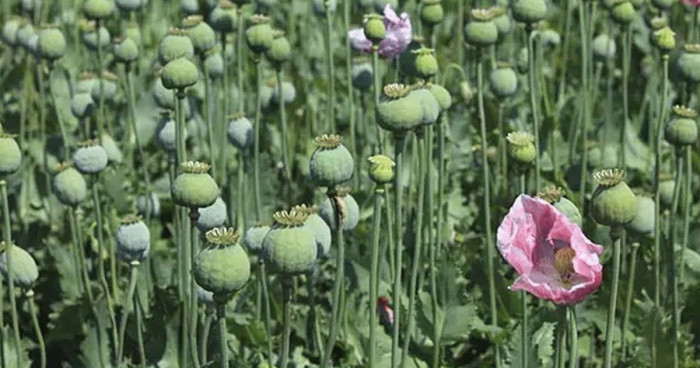 আফিম উৎপাদনের সিদ্ধান্ত নিয়েছে ইরান