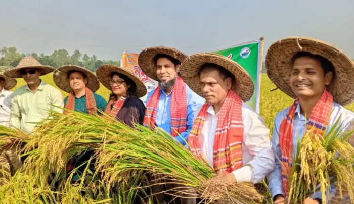  দিনাজপুরে ব্রি-৫১ জাতের ধান কেটে উদ্বোধন: জেলা প্রশাসক