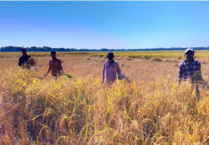 কুলাউড়ায় আমন ধান কাটা শুরুতেই কৃষকের মুখে হাসি