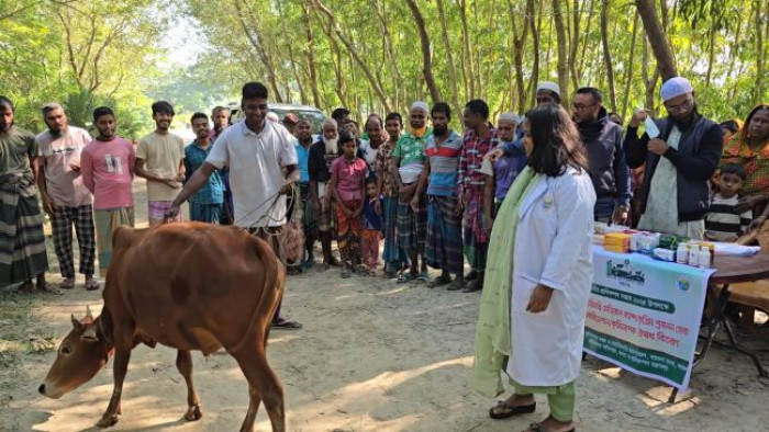 বরগুনায় দুই শতাধিক গবাদিপশুর বিনামূল্যে ভ্যাকসিন চিকিৎসা সেবা