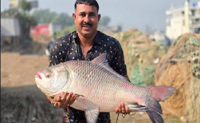 পদ্মায় ধরা পড়ল ৩০ কেজি ওজনের কাতল মাছ, লাখ টাকায় বিক্রি
