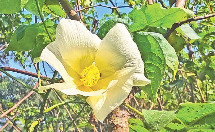 গাজীপুরে ফুটল ফুটি কার্পাস: মসলিন পুনরুদ্ধারে সম্ভাবনার দ্বার খুলছে