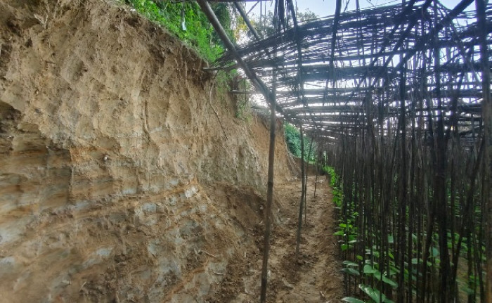 আজিজনগর পাহাড় কেটে পানের বরজ,  ঘুষের অভিযোগ