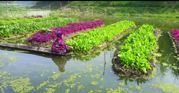নাজিরপুরে ভাসমান সবজি চাষে সাফল্য, পেয়েছে বিশ্ব স্বীকৃতি