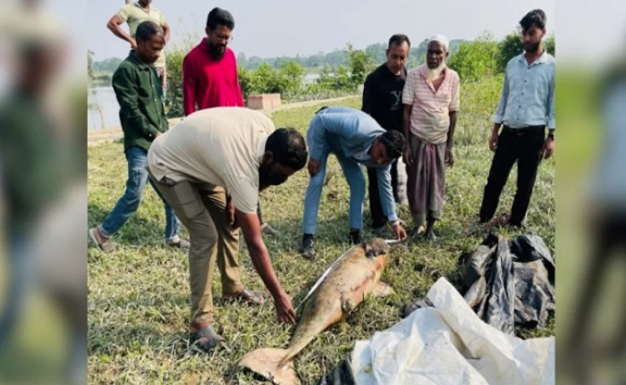 হালদায় ভেসে উঠলো ৪৬ কেজির মৃত ডলফিন