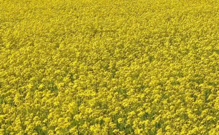 চাঁদপুরে মাঠে মাঠে হলুদ ফুলে দুলছে কৃষকের রঙিন স্বপ্ন