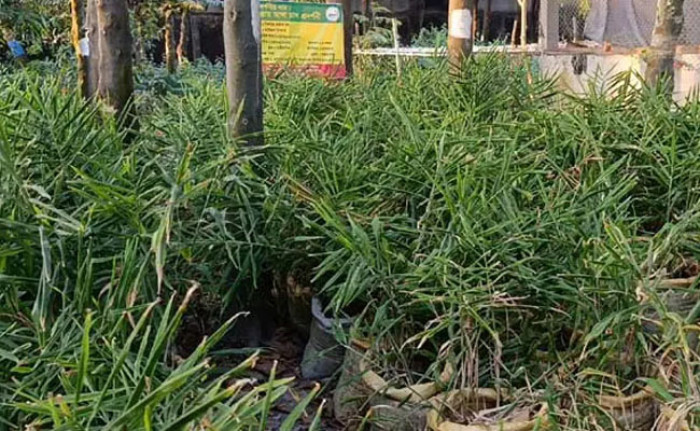  নারায়ণগঞ্জে বস্তায় আদা চাষে সফল চাষিরা