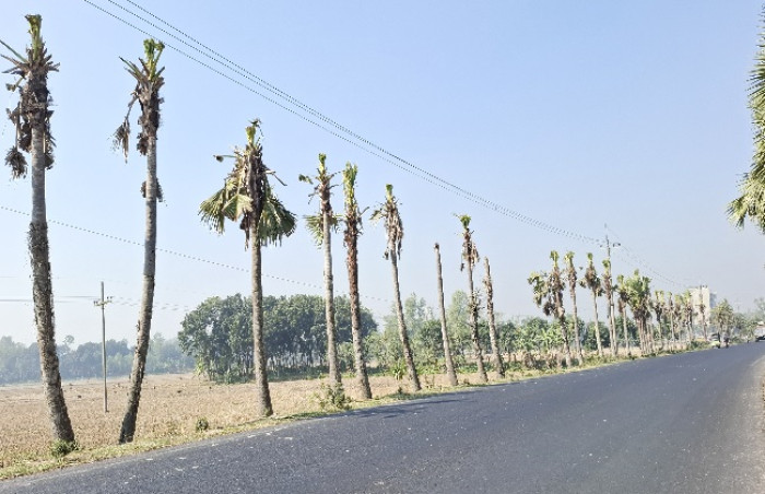 নওগাঁয় বিদ্যুতের তারের অজুহাতে নেসকো কাটল ৫৫০ তালগাছের মাথা!
