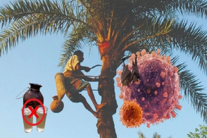 সারা দেশে ছড়িয়ে পড়ছে নিপাহ ভাইরাস