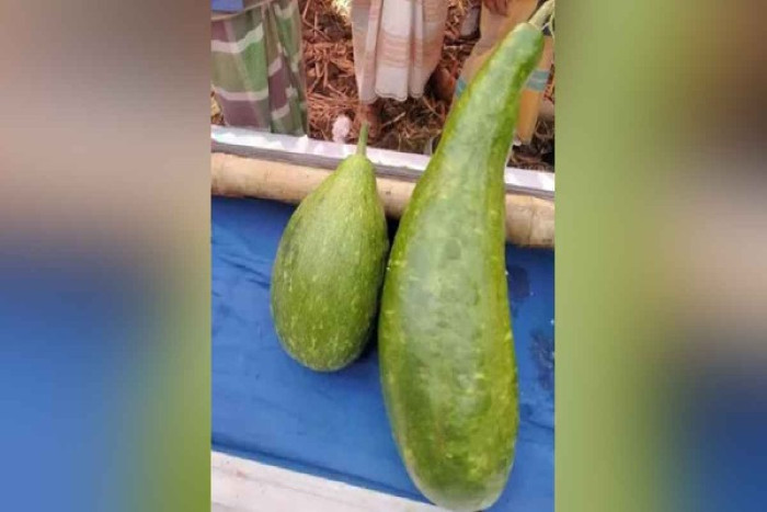সুনামগঞ্জে এক জোড়া লাউ বিক্রি ১৮ হাজার টাকায়!